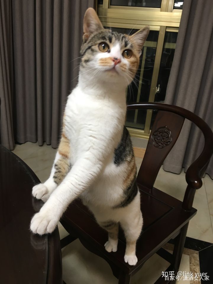 为什么没人养三花猫